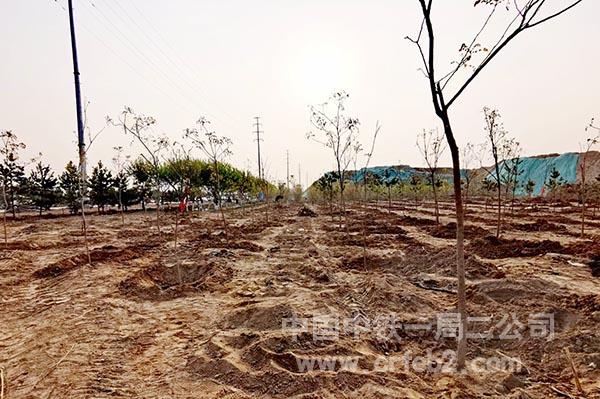 圆满完成植树任务 圆满完成植树任务