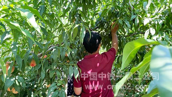 项目职工采摘水果 项目职工采摘水果